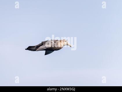 Uccello di petrolio gigante del sud che sorvola lungo la nave nell'Atlantico del sud vicino alle Isole Falkland Foto Stock