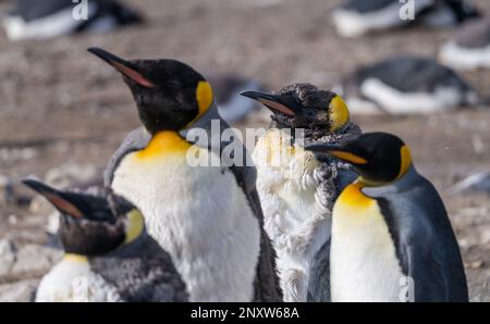 I giovani del pinguino del re perdono il relativo bambino o le piume iniziali e la pelliccia fra altri a Bluff Cove sulle isole di Falkland Foto Stock