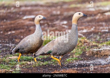 Coppia di oche dalla testa ruvida che camminano nel vento sulle Isole Falkland Foto Stock