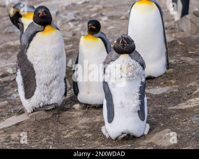 I giovani del pinguino del re perdono il relativo bambino o le piume iniziali e la pelliccia fra altri a Bluff Cove sulle isole di Falkland Foto Stock