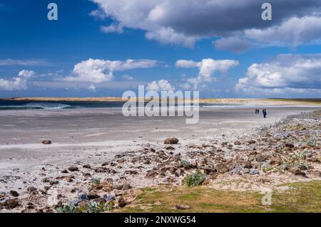 I turisti che guardano un pinguino gentoo camminando sulla spiaggia al mare alle Isole Falkland di Bluff Cove Foto Stock