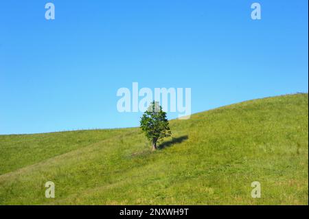 Piccolo albero solico sorge su una montagna ondulata nella campagna del Tennessee. L'erba è verde e il cielo è chiaro e blu. La linea di recinzione attraversa la cima della collina. Foto Stock