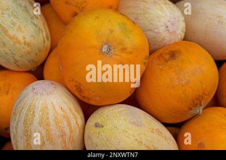 Stack di meloni gialli (melone uzbeko-russo) e arancioni (melone Kolkhoznitsa) in una bancarella del mercato russo. Foto Stock