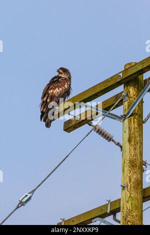 Aquila di Bald immatura che riposa su un palo di potere in Steveston British Columbia Canada Foto Stock