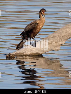 Cormorano a doppia crestata con bocca aperta appollaiata su un tronco nel fiume Bow, Calgary, Canada (Nannopterum auritum) Foto Stock