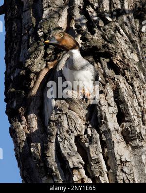 GoldenEye femmina anatra che guarda fuori dal buco nido in Balsam tronco di albero di pioppo di una foresta riparia, Inglewood Bird Sanctuary, Canada. Clangola di Bucephala Foto Stock