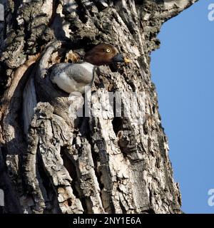 GoldenEye femmina anatra nidificata in un buco di nido di tronco di Balsam Poplar, Inglewood Bird Sanctuary, Calgary, Canada. Clangola di Bucephala Foto Stock