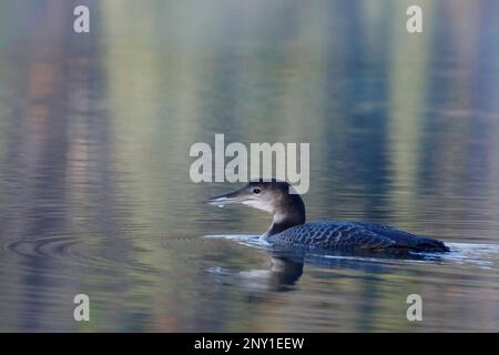 Il giovane Loon comune nuota nel lago Patricia, nel Jasper National Park, Alberta, Canada. Gavia immer Foto Stock