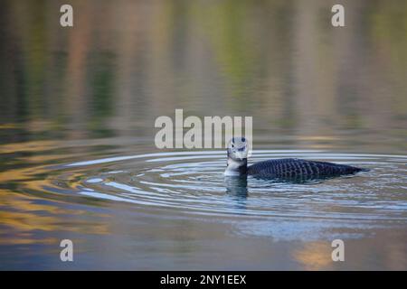 Il giovane Loon comune nuota nel lago Patricia, nel Jasper National Park, Alberta, Canada. Gavia immer Foto Stock