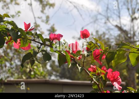Albero ramo con fiori e cielo blu Foto Stock