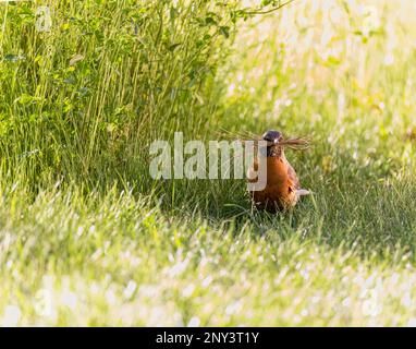 American Robin in primavera, raccogliendo materiale di nidificazione in esso è becco. Foto Stock