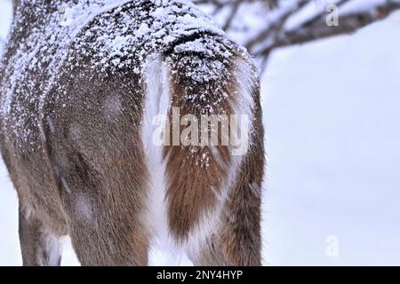 Una vista posteriore di un cervo dalla coda bianca 'Odocoileus virginianus', in piedi nella neve fresca che mostra la coda con i sottopiedi bianchi Foto Stock