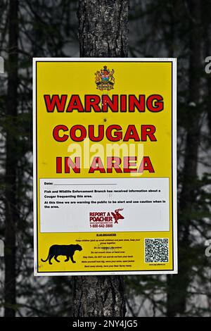 Un segnale di avvertimento avverte gli escursionisti che c'è un problema di cougar nella zona Foto Stock