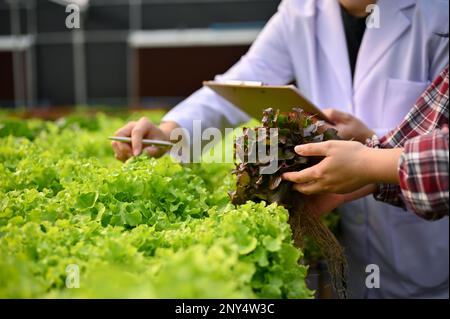 Immagine ritagliata di una femmina contadina e di uno scienziato agricolo maschile che controlla la qualità delle verdure dell'insalata, lavorando insieme nel greenhou idroponico Foto Stock