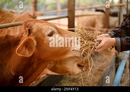 Immagini ravvicinate di un agricoltore che alimenta il foraggio fritto ad una mucca nel capannone. Mucche brune mangiare cibo. concetto di allevamento animale Foto Stock