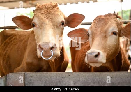 Due adorabili mucche brune nella fattoria cowshed. concetto di allevamento di animali Foto Stock