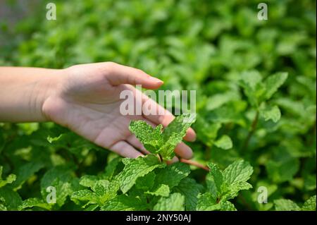 Immagine ravvicinata di una mano che tocca la foglia di menta nella piantagione. natura, agricoltura, ortaggi biologici, raccolto, concetto di agricoltura Foto Stock