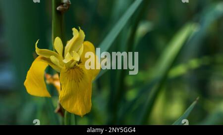 Un fiore enorme che pende da un gambo. Creative.View dell'erba e del fiore giallo che si appende in macro fotografia. Riprese FullHD di alta qualità Foto Stock