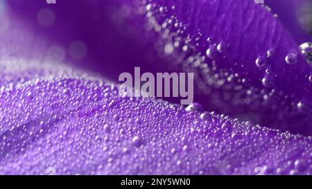 Primo piano di fiore luminoso in acqua con bolle. Riprese in stock. Bocciolo di fiori viola con bolle rinfrescanti. Piccole bolle sui petali di fiori per il profumo. Foto Stock