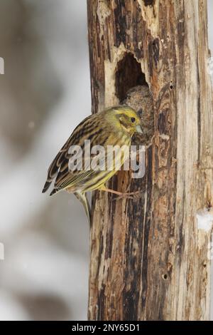 Yellowhammer (Emberiza citrinella) femmina all'alimentatore di legno all'alimentazione di inverno, Allgaeu, Baviera, Germania Foto Stock