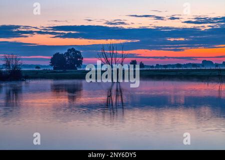 Alba nella riserva naturale Bislicher Insel sulla bassa Reno vicino a Xanten, Renania settentrionale-Vestfalia Foto Stock