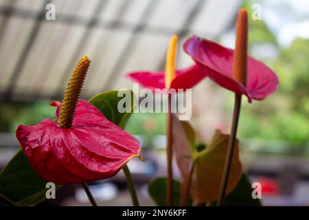 Close shot di Ancurium andraeanum che è una pianta fiorente. Conosciuto anche come fiore di fenicottero, fiore di coda, tavolozza del pittore. Foto Stock