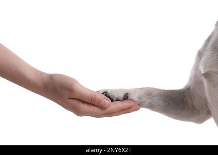 Cane che dà zampa a donna su sfondo bianco, primo piano Foto Stock