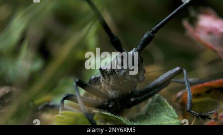 Primo piano di un grosso scarabeo nero con baffi. Creativo. Faccia di grosso coleottero nero in erba. Grande locusta nera con whiskers in erba. Foto Stock