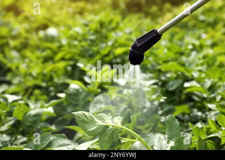 Spruzzare il pesticida sulle piante di patata all'aperto nelle giornate di sole Foto Stock