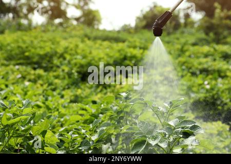 Spruzzare il pesticida sulle piante di patata all'aperto nelle giornate di sole Foto Stock