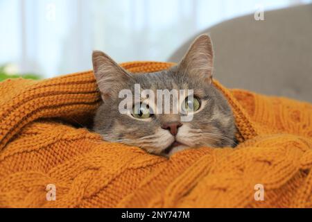 Bel gatto grigio tabby avvolto in coperta calda a casa, primo piano. Animale domestico carino Foto Stock