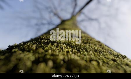 Vista dal basso di un tronco di albero con perdita di dettagli. Azione. Superficie verde lucida su sfondo blu Foto Stock