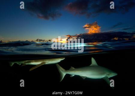 Squalo della barriera corallina (squalo della barriera corallina grigio Carcharhinus amblyrhynchos) al tramonto Foto Stock