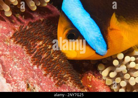 L'anemonefish di Clark (Amphiprion clarkii) aera le frizioni, la cura della covata, l'Oceano Pacifico, Yap, FSM, Stati federati vo, Micronesia Foto Stock