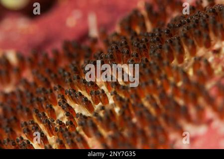 Anemonefish di Clark (Amphiprion clarkii), CLUTCH, Oceano Pacifico, Yap, FSM, Stati federati vo, Micronesia Foto Stock