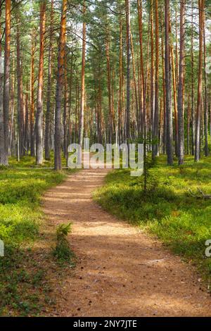 Pineta nella soleggiata giornata autum. Un sentiero conduce attraverso la foresta Foto Stock