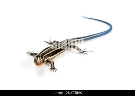 Una skink giapponese giovanile a cinque righe su uno sfondo bianco. Foto Stock