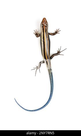 Una skink giapponese giovanile a cinque righe su uno sfondo bianco. Foto Stock