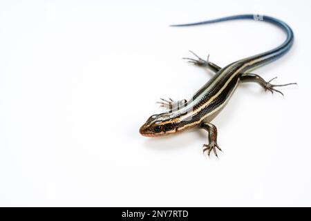 Una skink giapponese giovanile a cinque righe su uno sfondo bianco. Foto Stock