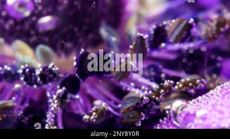 Fiore giallo e viola sotto l'acqua. Stock footage.Fresh fiori in tonalità chiare e su cui appaiono bolle sono stati collocati in profondità. Alta qualità F Foto Stock