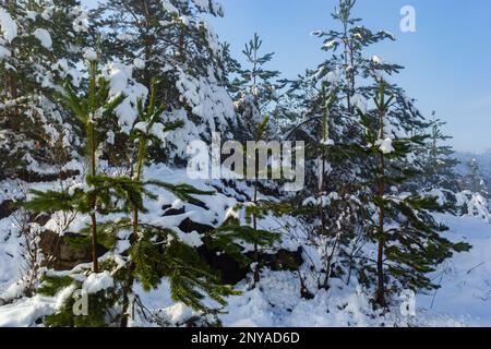 Paesaggio di una foresta innevata d'inverno. Pini, sprazzi, larici, conifere, alberi decidui nella neve costituiscono l'orizzonte, un prato bianco, una copertura di burrone Foto Stock