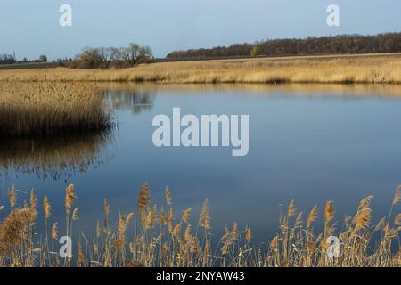 Vista panoramica sul fiume del lago di foresta blu al tramonto. Luce solare soffusa, cielo limpido, riflessi sull'acqua. Bullrush dorato. Inizio primavera. Idilliaco paesaggio Foto Stock