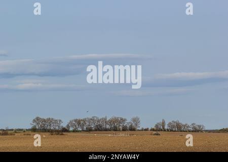 campi arati, diversi alberi in distanza sulla linea dell'orizzonte, copia spazio, orizzontale. Foto Stock