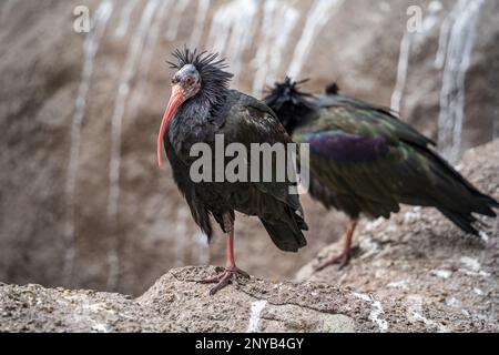 Due uccelli Northern Bald Ibis o Waldrapp, lat. Geronticus eremita, in piedi su una roccia. Foto Stock