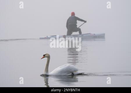 Potsdam, Germania. 02nd Mar, 2023. Un cigno attraversa un percorso di addestramento del canoista sul fiume Havel nella nebbia mattutina. In breve tempo, la nebbia si è trasferita anche sulla penisola di Hermannswerder. Il giovedì inizia gelido e foggy a Berlino e nel Brandeburgo, a volte con visibilità sotto i 150 metri. Più tardi, si allenta a sud e diventa soleggiato, il servizio meteo tedesco ha riferito il Giovedi. A nord di Havelland, Berlino e Oderbruch, la nebbia persiste in parte e viene sostituita da nuvole a mezzogiorno. Le temperature saranno tra quattro e sette gradi. Credit: Georg Moritz/dpa/Alamy Live News Foto Stock