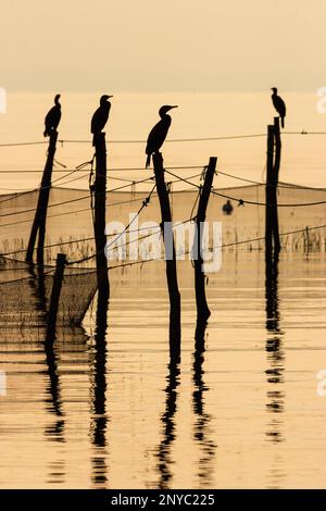 Cormorani uccelli seduti su reti da pesca pali al tramonto sul mare Foto Stock
