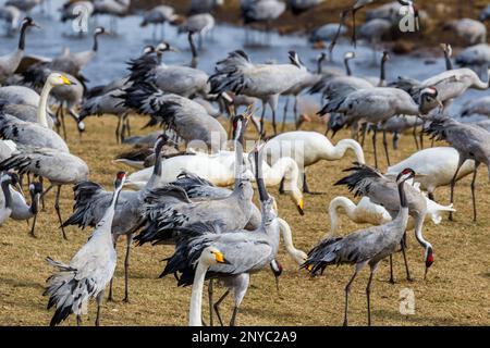 Flock con gru a tromba in primavera Foto Stock