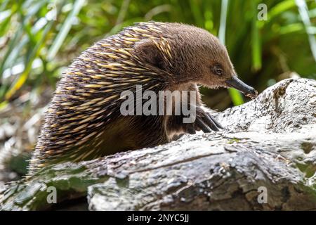 Un breve echidna dal becco, Tachyglossus aculeatu, noto anche come l'antenato spinoso. Si tratta di un mammifero che depone uova o monotreme. Foto Stock