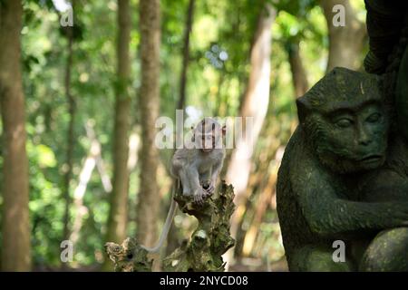 Foto integrale di una scimmia cynomolgus bambino seduta su un ramo, accanto a lui una statua di scimmia in pietra, sullo sfondo diffuso foresta pluviale. Foto Stock