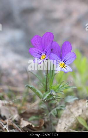 Viola tricolore, comunemente knoken come paursy selvaggio, Johnny Jump up, heartsease, Heart's Delight o solletico-my-fantasia, fiore selvaggio dalla Finlandia Foto Stock